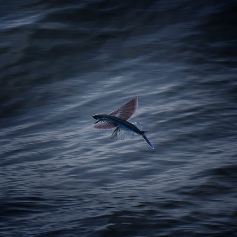Flying Fish Catalina Island