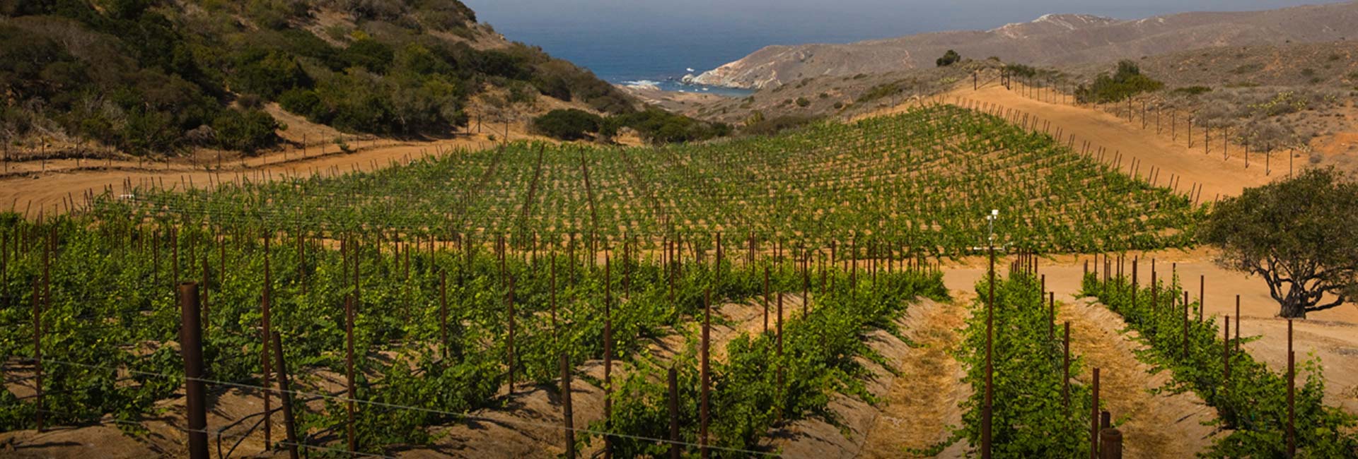 vineyards on Catalina Island
